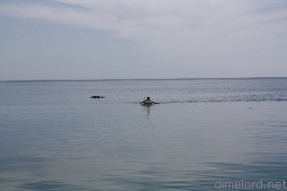 Такие близкие дельфины
